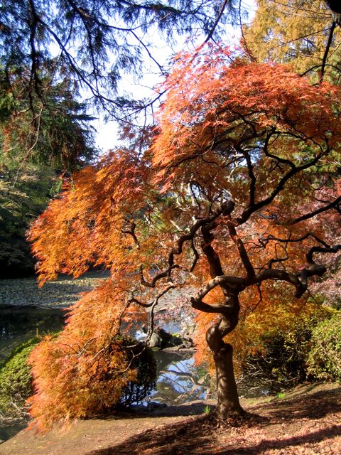 'Shinjuku Gyoen during Autumn'