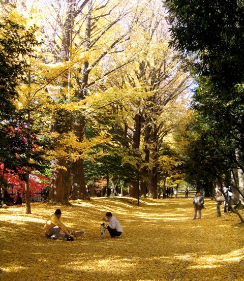 'Shinjuku Gyoen during Autumn'