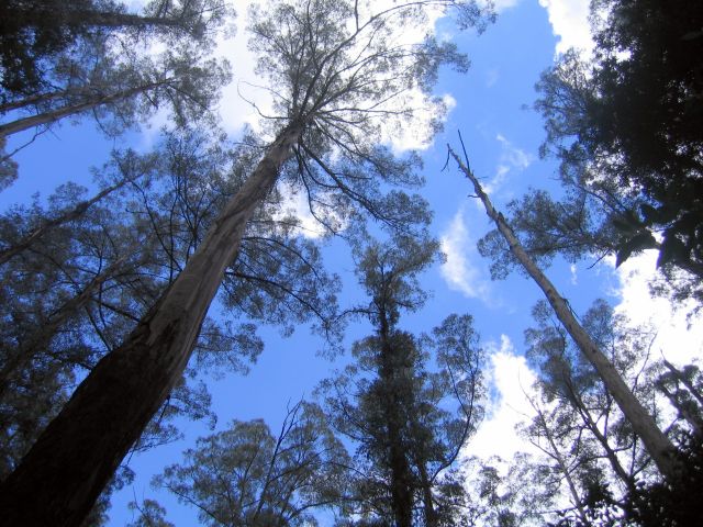 'Sherbrooke Forest - 1 hour from Melbourne by train'